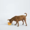 TNF™ Collapsible Pet Bowl TNF™ Collapsible Pet Bowl