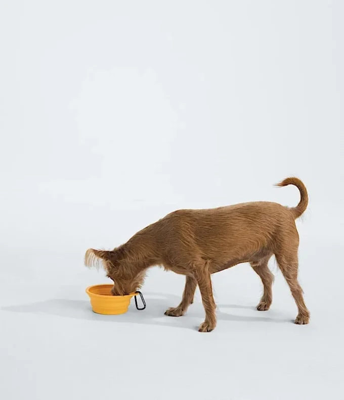 TNF™ Collapsible Pet Bowl TNF™ Collapsible Pet Bowl