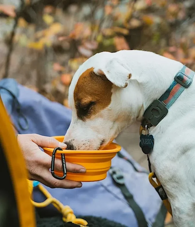 TNF™ Collapsible Pet Bowl TNF™ Collapsible Pet Bowl