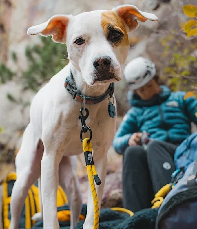 TNF™ Pet Leash